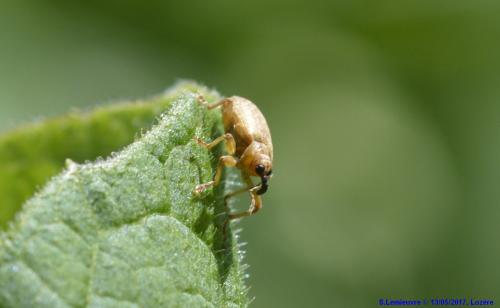 Réf. 188 429 : Dorytomus sp.