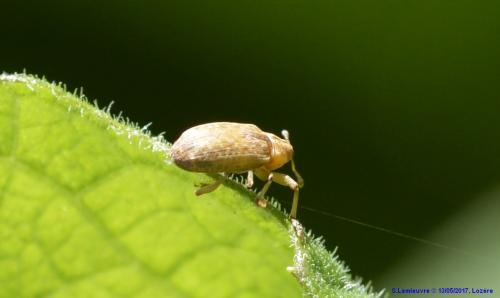 Réf. 188 430 : Dorytomus sp.