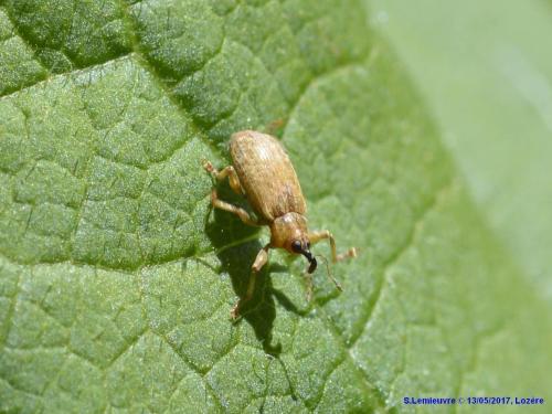 Dorytomus sp.