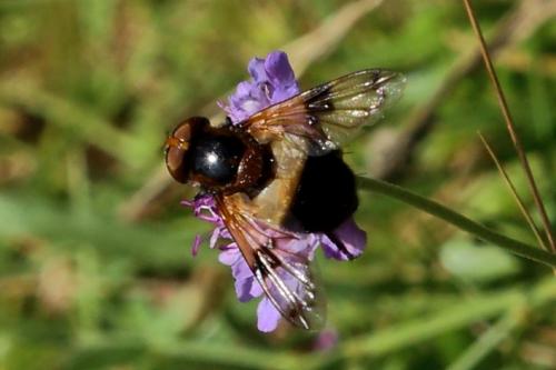 Volucella pellucens