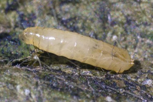 Agromyza ferruginosa