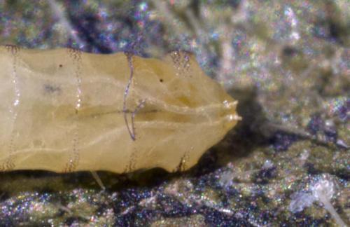 Réf. 188 278 : Agromyza ferruginosa