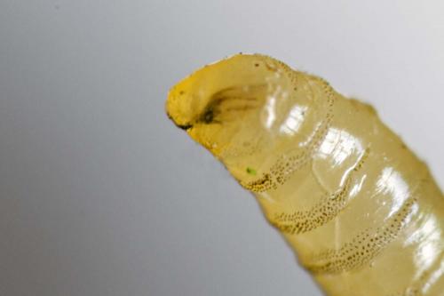 Agromyza ferruginosa