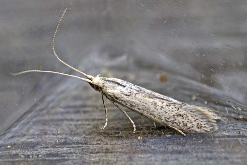 Coleophora hemerobiella