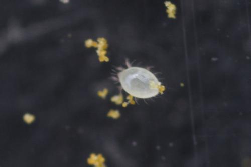 Réf. 188 350 : Chaetodactylus osmiae