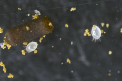 Réf. 188 349 : Chaetodactylus osmiae