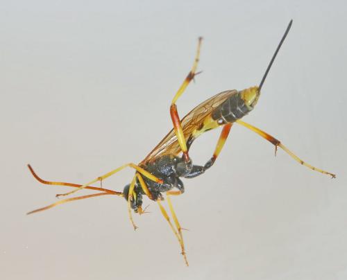 Réf. 188 586 : Acroricnus seductor