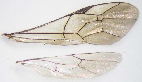 Hemigasterini