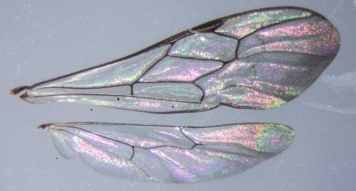 Trypoxylon clavicerum