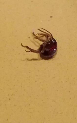 Gibbium sp.