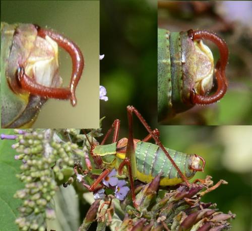 Barbitistes obtusus