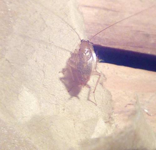 Planuncus vinzi