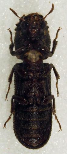 Bostrychoplites cornutus