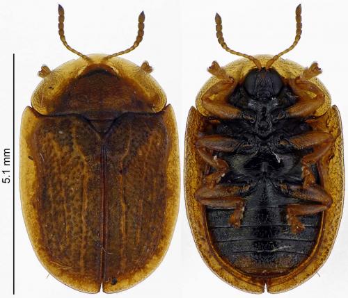 Réf. 188 066 : Hypocassida subferruginea