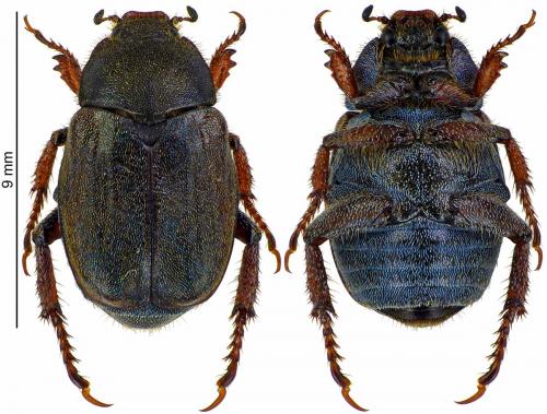 Hoplia philanthus