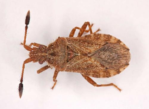 Réf. 188 317 : Strobilotoma typhaecornis