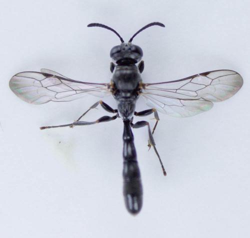 Trypoxylon clavicerum