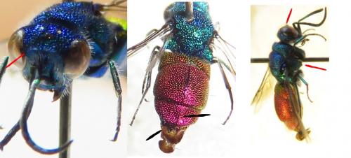 Réf. 188 146 : Chrysis inaequalis