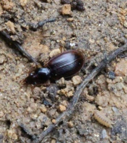 Paranchus albipes