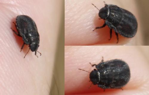 Réf. 188 518 : Odontoscelis lineola
