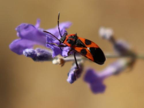 Réf. 188 730 : Tropidothorax leucopterus