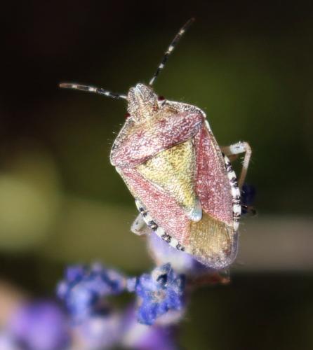 Réf. 188 766 : Dolycoris baccarum