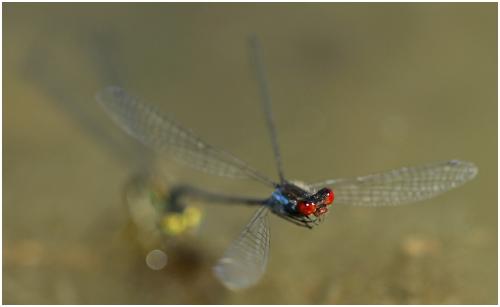 Erythromma viridulum