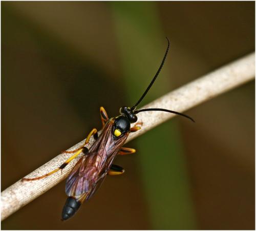 Réf. 188 103 : Ichneumoninae inconnu