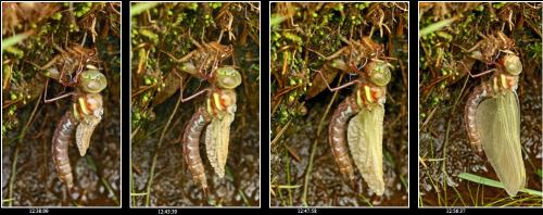 Aeshna grandis