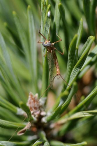 Réf. 188 320 : Ecdyonurus ruffii