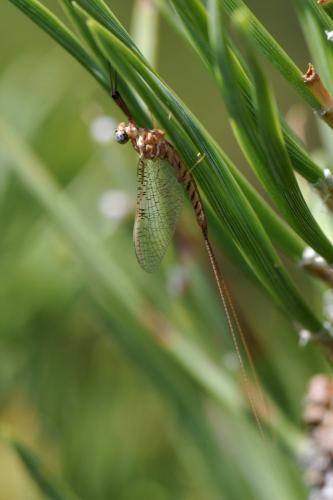 Réf. 188 321 : Ecdyonurus ruffii