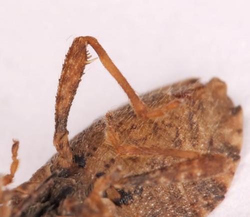 Strobilotoma typhaecornis