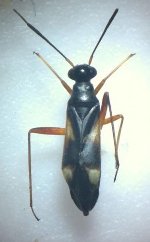 Globiceps flavomaculatus