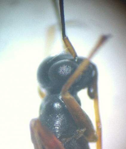 Globiceps flavomaculatus