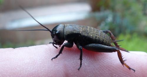 Gryllus campestris