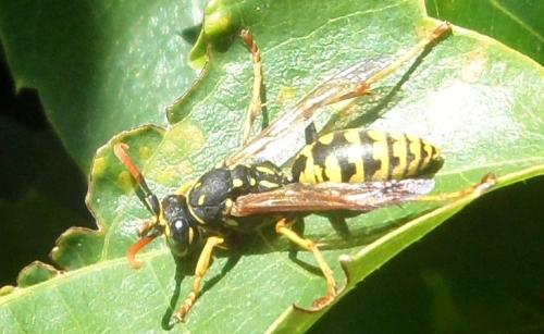 Polistes sp.