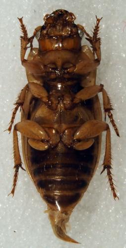 Bradybaenus scalaris