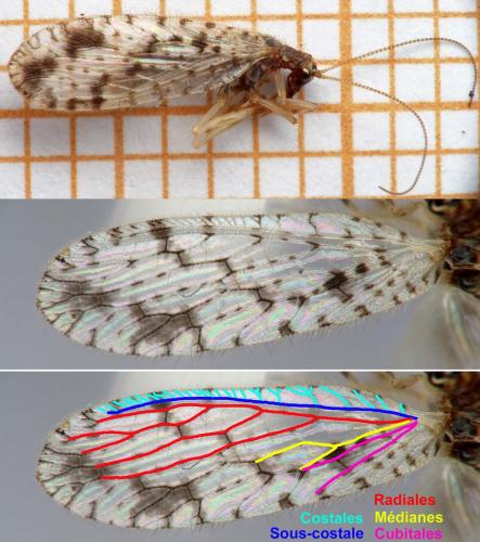 Micromus variegatus