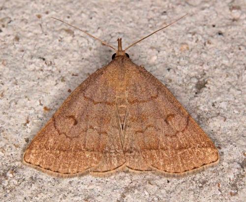Zanclognatha lunalis