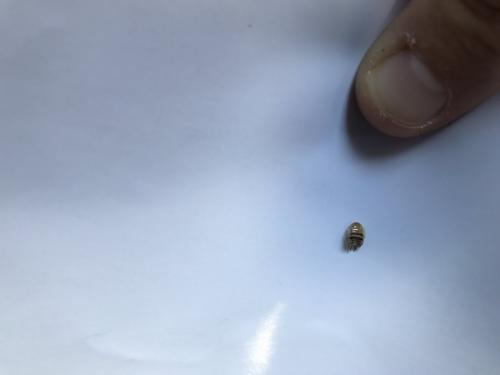 Ectobius sp.
