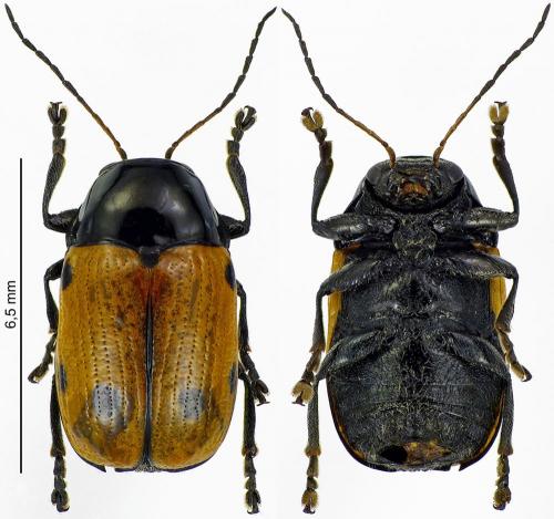Cryptocephalus imperialis