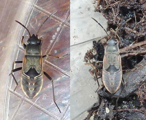 Rhyparochromus vulgaris