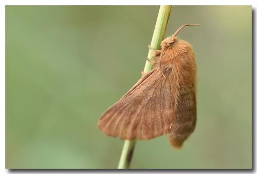 Malacosoma alpicola