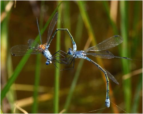 Réf. 188 786 : Lestes macrostigma