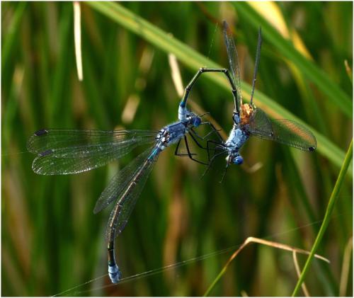 Réf. 188 785 : Lestes macrostigma