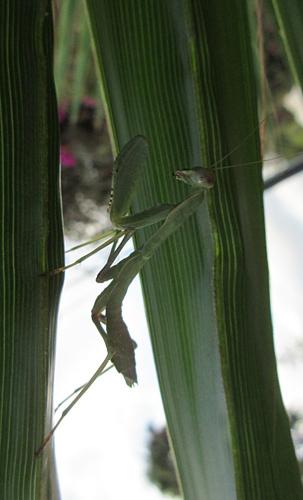 Sphodromantis viridis