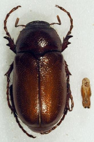 Schizonycha sp.