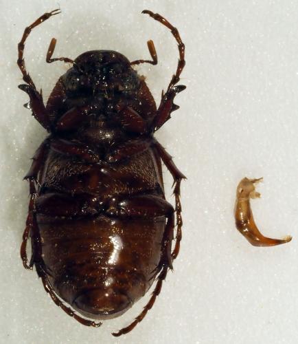 Schizonycha sp.