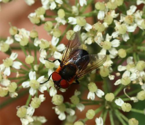 Réf. 188 234 : Phasia hemiptera
