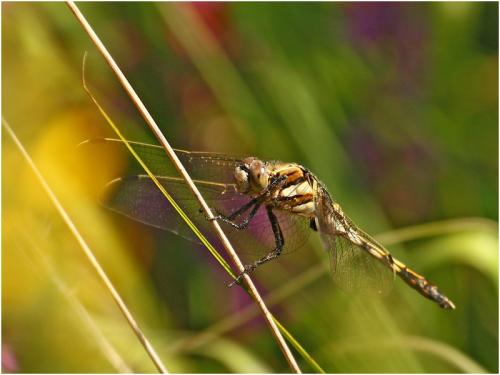 Réf. 188 931 : Orthetrum albistylum